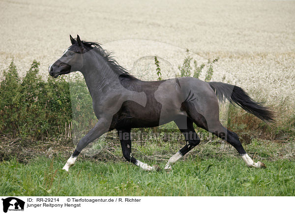 junger Reitpony Hengst / young stallion / RR-29214