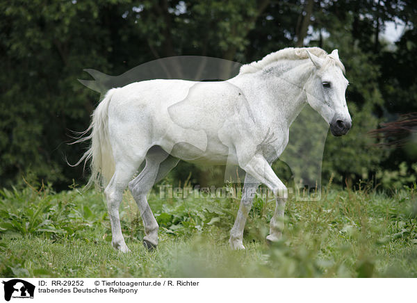 trabendes Deutsches Reitpony / trotting Pony / RR-29252
