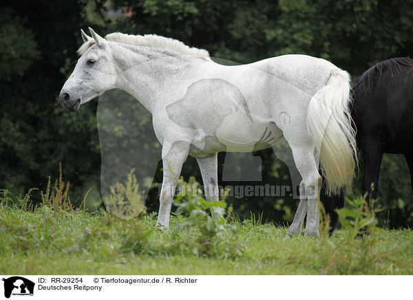 Deutsches Reitpony / Pony / RR-29254