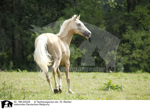trabendes Deutsches Reitpony / trotting Pony / RR-29258