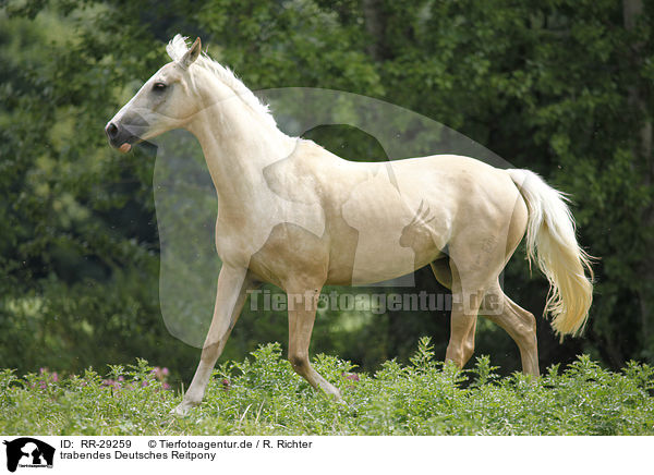 trabendes Deutsches Reitpony / trotting Pony / RR-29259
