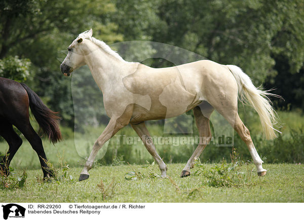 trabendes Deutsches Reitpony / trotting Pony / RR-29260