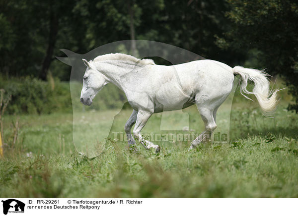 rennendes Deutsches Reitpony / running Pony / RR-29261