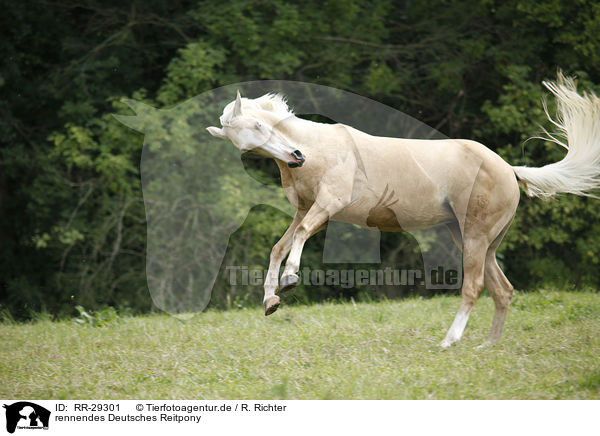 rennendes Deutsches Reitpony / running Pony / RR-29301