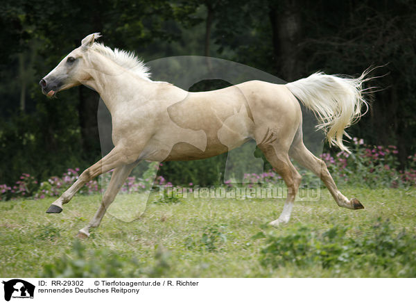 rennendes Deutsches Reitpony / running Pony / RR-29302