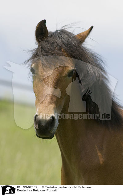 Deutsches Reitpony Portrait / pony portrait / NS-02089