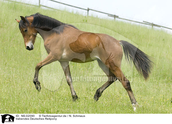 trabendes Deutsches Reitpony / trotting pony / NS-02090