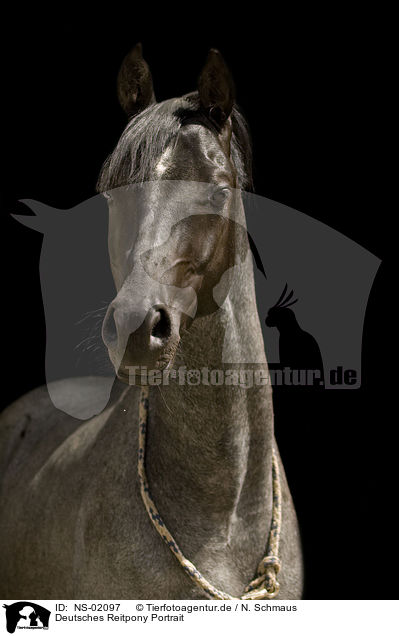 Deutsches Reitpony Portrait / pony portrait / NS-02097