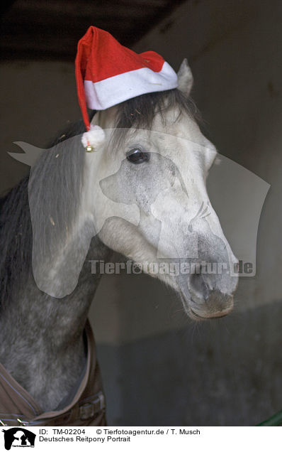 Deutsches Reitpony Portrait / Pony Portrait / TM-02204