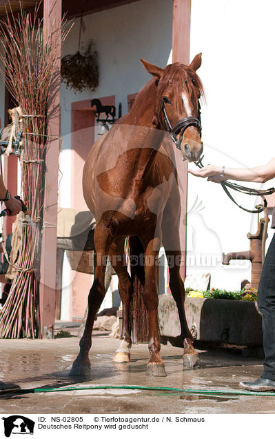 Deutsches Reitpony wird geduscht / showering a pony / NS-02805