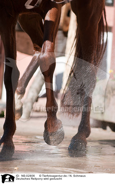 Deutsches Reitpony wird geduscht / NS-02806