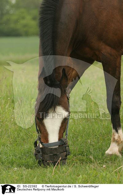 Deutsches Reitpony mit Maulkorb / SS-22392