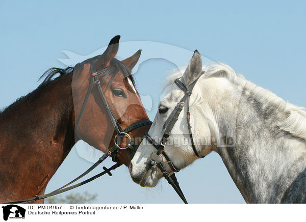 Deutsche Reitponies Portrait / Pony Portrait / PM-04957
