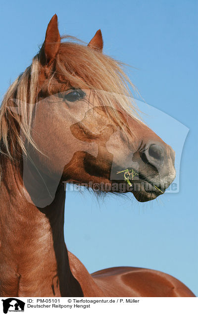 Deutscher Reitpony Hengst / pony stallion / PM-05101