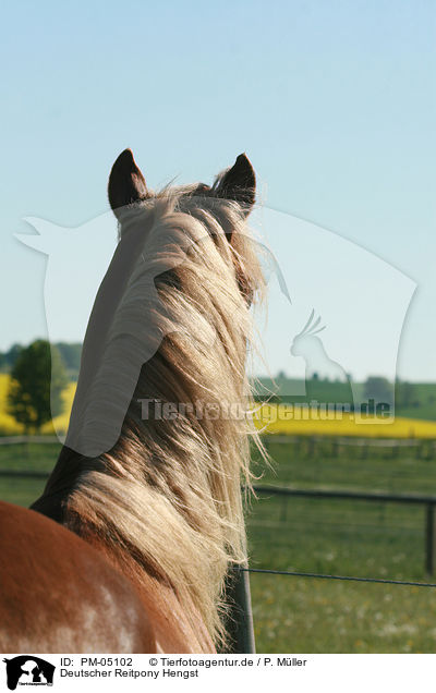 Deutscher Reitpony Hengst / pony stallion / PM-05102