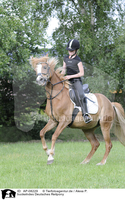 buckelndes Deutsches Reitpony / AP-08229