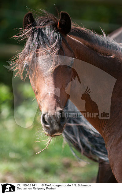 Deutsches Reitpony Portrait / Pony Portrait / NS-03141