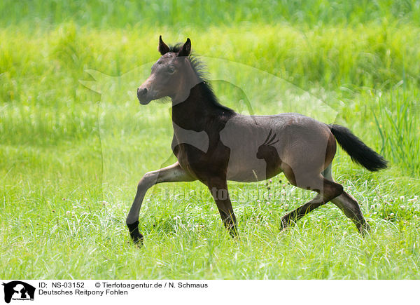 Deutsches Reitpony Fohlen / Pony foal / NS-03152