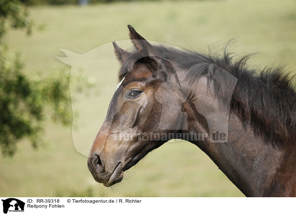Reitpony Fohlen / foal / RR-39318