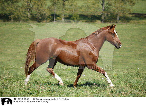 trabendes Deutsches Reitpony / RR-39353