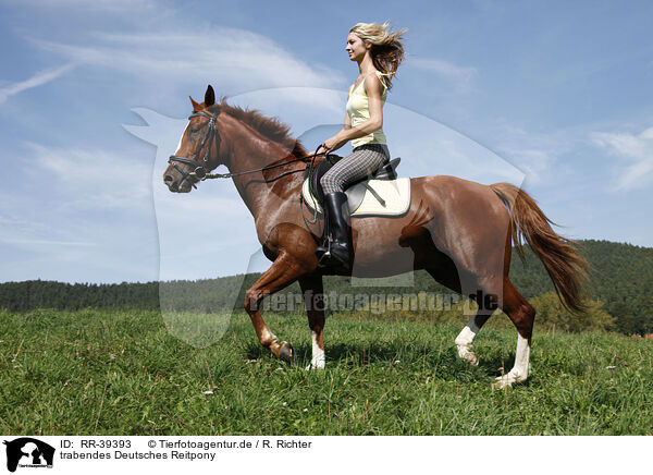 trabendes Deutsches Reitpony / trotting horse / RR-39393