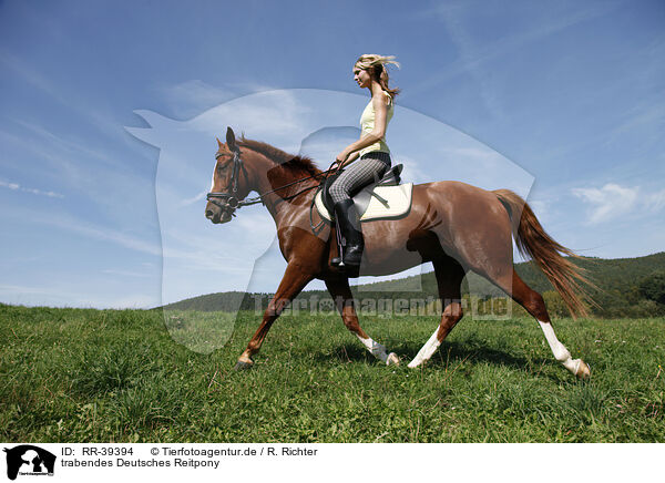 trabendes Deutsches Reitpony / trotting horse / RR-39394