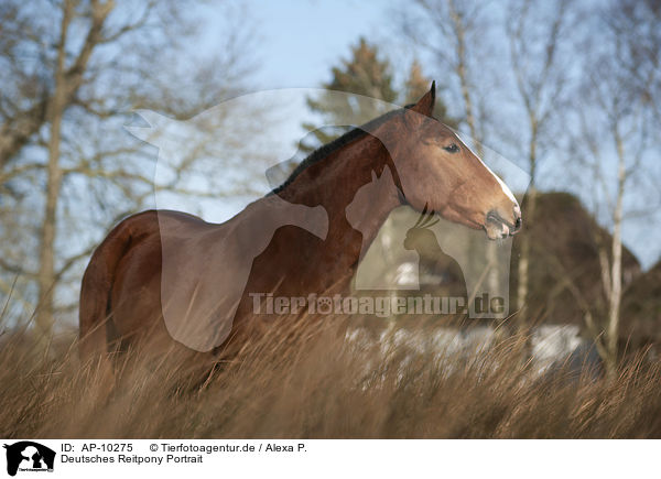 Deutsches Reitpony Portrait / Pony portrait / AP-10275
