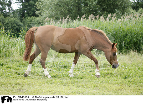 laufendes Deutsches Reitpony / walking pony / RR-43805