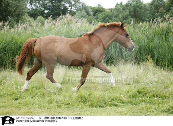 trabendes Deutsches Reitpony / trotting pony / RR-43807