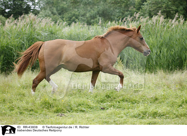 trabendes Deutsches Reitpony / trotting pony / RR-43808