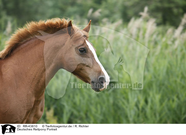 Deutsches Reitpony Portrait / pony portrait / RR-43810