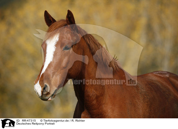 Deutsches Reitpony Portrait / RR-47315