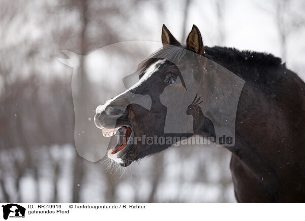 ghnendes Pferd / yawning horse / RR-49919