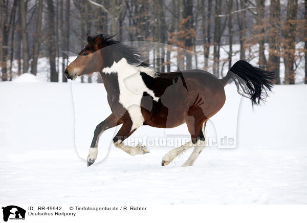 Deutsches Reitpony / Pinto / RR-49942