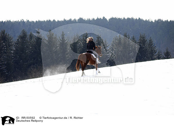 Deutsches Reitpony / Pony / RR-50592