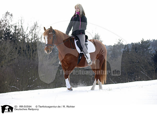 Deutsches Reitpony / Pony / RR-50594