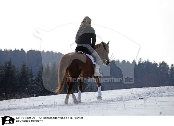 Deutsches Reitpony / Pony / RR-50599