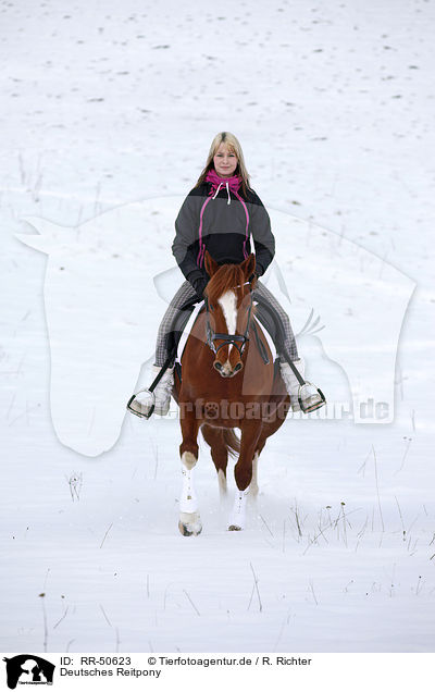 Deutsches Reitpony / Pony / RR-50623