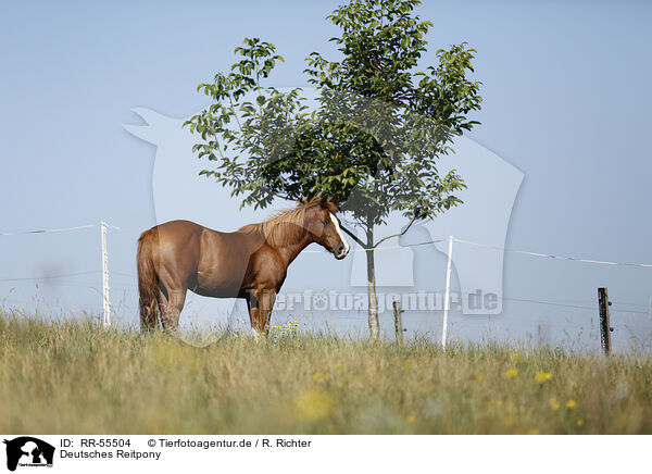 Deutsches Reitpony / pony / RR-55504