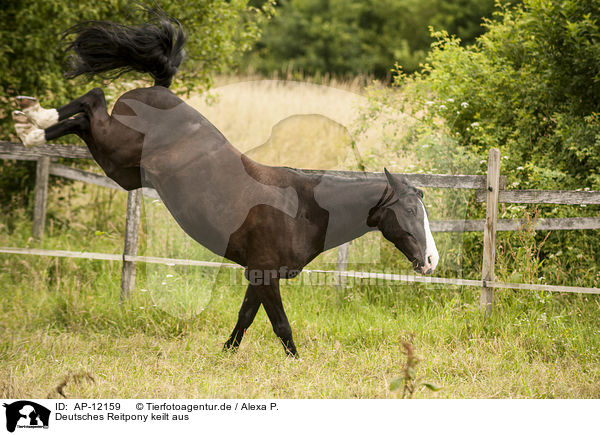 Deutsches Reitpony keilt aus / kicking pony / AP-12159