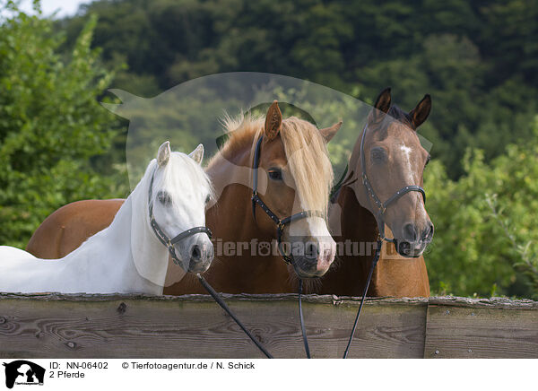 2 Pferde / 3 horses / NN-06402