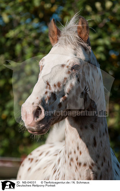 Deutsches Reitpony Portrait / German Riding Pony Portrait / NS-04031