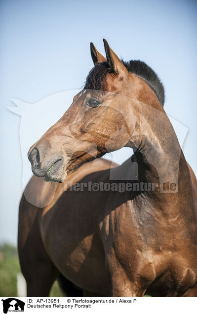 Deutsches Reitpony Portrait / German Riding Pony Portrait / AP-13951