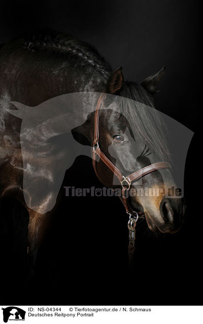 Deutsches Reitpony Portrait / German Riding Pony Portrait / NS-04344