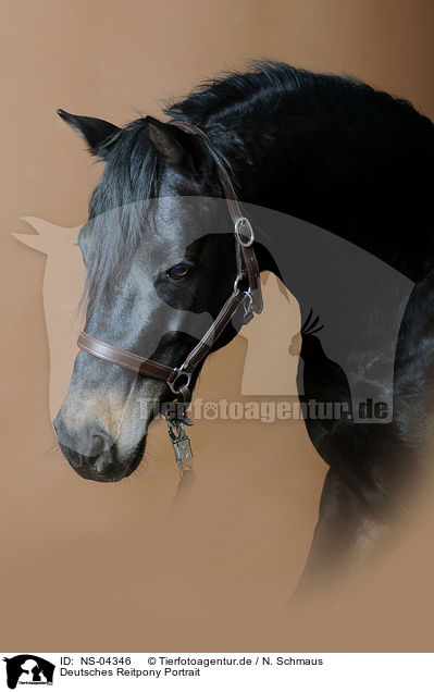 Deutsches Reitpony Portrait / German Riding Pony Portrait / NS-04346