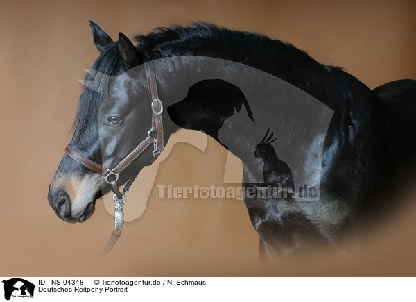 Deutsches Reitpony Portrait / German Riding Pony Portrait / NS-04348