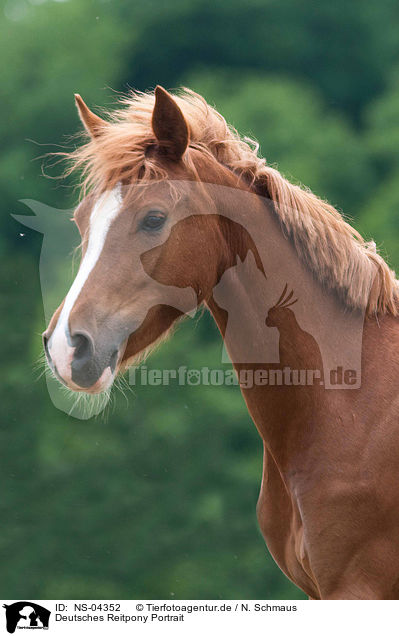 Deutsches Reitpony Portrait / German Riding Pony Portrait / NS-04352