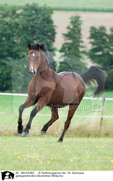 galoppierendes Deutsches Reitpony / galloping German Riding Pony / NS-04382