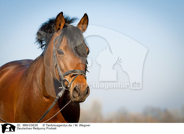 Deutsches Reitpony Portrait / German Riding Pony Portrait / MW-03626