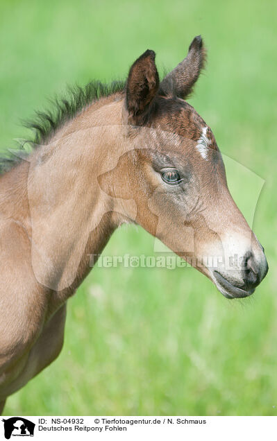 Deutsches Reitpony Fohlen / German Riding Pony Foal / NS-04932